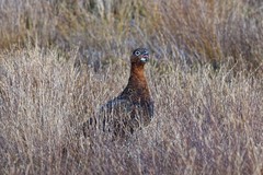 Lagopus lagopus scotica
