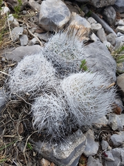 Rapicactus beguinii