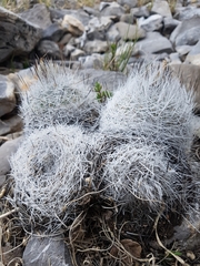Rapicactus beguinii