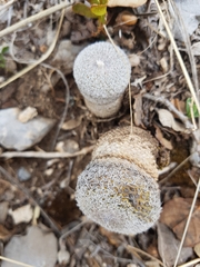 Epithelantha greggii greggii