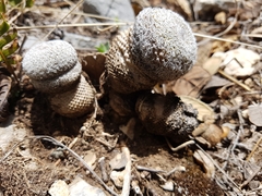 Epithelantha greggii greggii