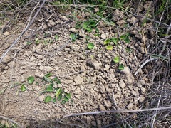 Dichondra donelliana