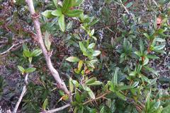 Berberis nantoensis