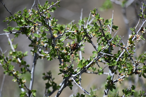 Prunus havardii, photograph 2