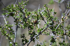 Prunus havardii, photograph (c) Konshau Duman, some rights reserved (CC BY)