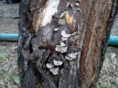 Schizophyllum commune