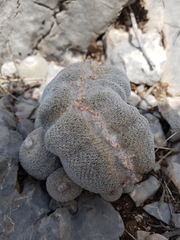 Epithelantha greggii greggii