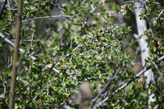 Prunus havardii, photograph (c) Konshau Duman, some rights reserved (CC BY)