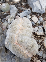Epithelantha greggii greggii
