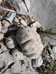 Epithelantha greggii greggii