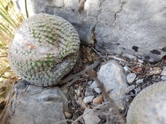 Epithelantha greggii greggii
