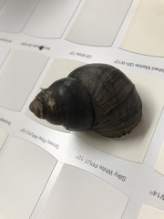 Heterogen japonica