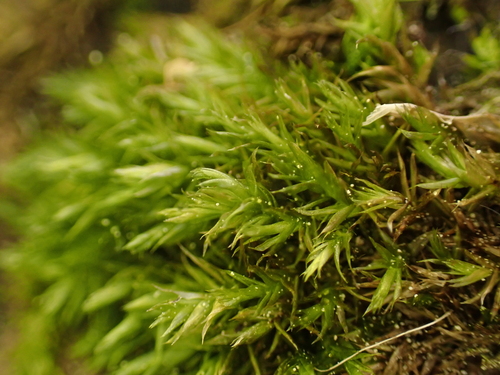 Sciuro-hypnum plumosum observed 2026-04-24