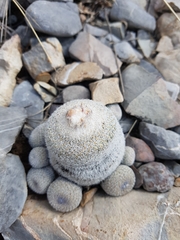 Epithelantha greggii greggii