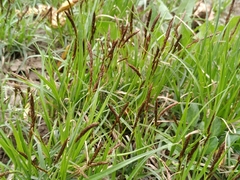 Carex