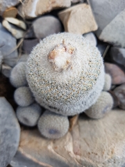 Epithelantha greggii greggii