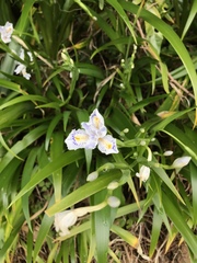 Iris japonica