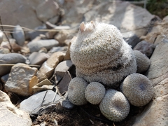 Epithelantha greggii greggii