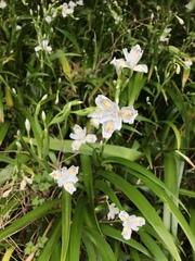 Iris japonica