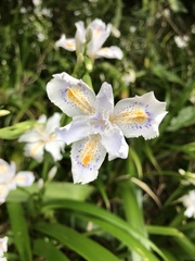 Iris japonica