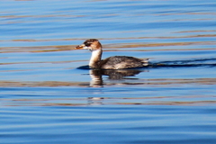 Rollandia microptera