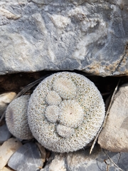Epithelantha greggii greggii