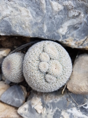 Epithelantha greggii greggii