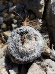 Epithelantha greggii greggii