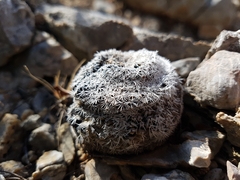 Epithelantha greggii greggii