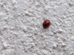 Coccinella septempunctata
