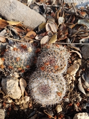 Mammillaria chionocephala