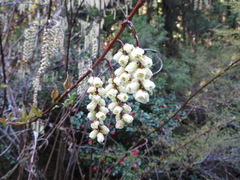 Stachyurus praecox