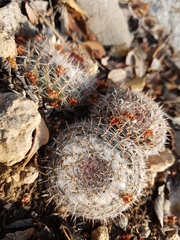 Mammillaria chionocephala
