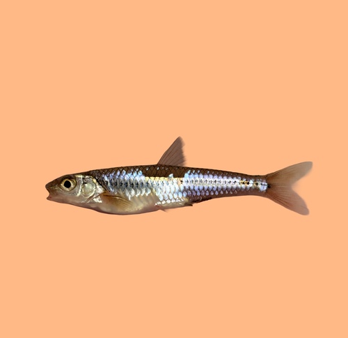 Sand shiner (Notropis stramineus) — Cyprinidae