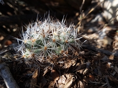 Rapicactus beguinii