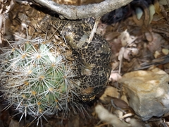 Rapicactus beguinii