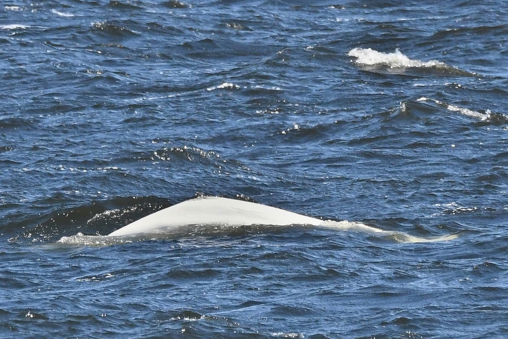 White back of a beluga rolling at the surface in the St Lawrence, Quebec