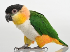Black-Headed Parrot photo 2
