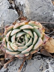 Echeveria cuspidata