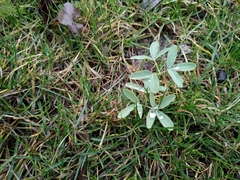 Gymnospermium altaicum