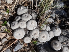 Epithelantha greggii greggii