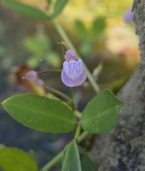 Utricularia graminifolia, photograph (c) Gabriel O. Keller, some rights reserved (CC BY)