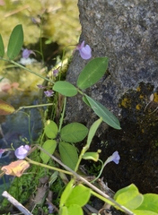 Utricularia graminifolia, photograph (c) Gabriel O. Keller, some rights reserved (CC BY)