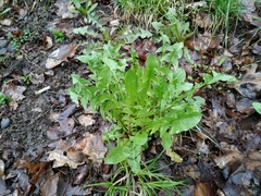 Taraxacum officinale