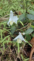 Sobralia chrysostoma, photograph (c) keesgroenendijk, some rights reserved (CC BY)