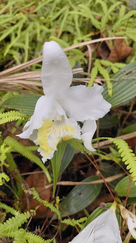 Sobralia chrysostoma, photograph 3