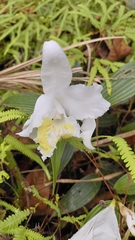 Sobralia chrysostoma, photograph (c) keesgroenendijk, some rights reserved (CC BY)