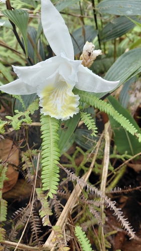 Sobralia chrysostoma, photograph 4