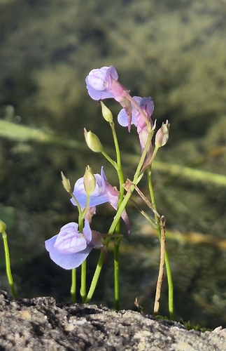 Utricularia graminifolia, photograph 3