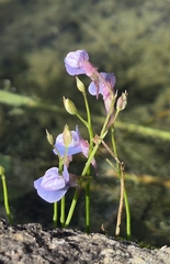 Utricularia graminifolia, photograph (c) Gabriel O. Keller, some rights reserved (CC BY)